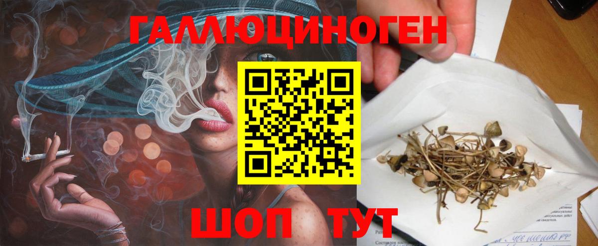Новосибирск  Галлюциногенные грибы Psilocybe  Вход с VPN 